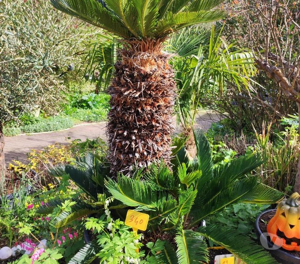  Charente St Yrieix sur Charente - 16710 - Photos Vivastreet superbe plantes au jardin du lavoir 16710