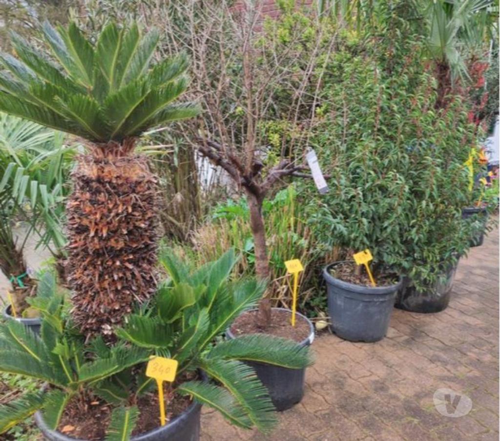  Charente St Yrieix sur Charente - 16710 - Photos Vivastreet superbe plantes au jardin du lavoir 16710