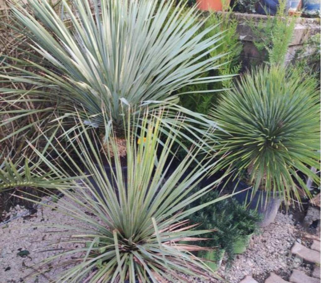  Charente St Yrieix sur Charente - 16710 - Photos Vivastreet superbe plantes au jardin du lavoir 16710