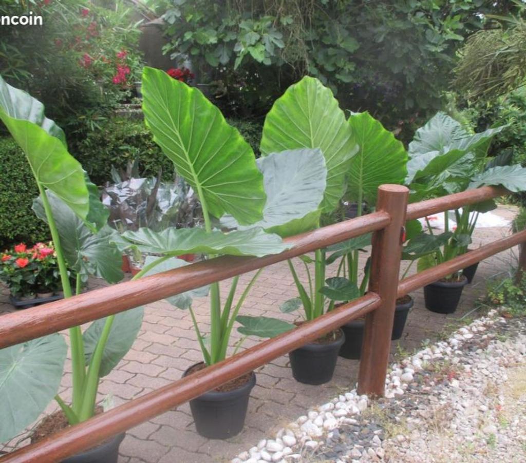  Charente St Yrieix sur Charente - 16710 - Photos Vivastreet superbe plantes au jardin du lavoir 16710