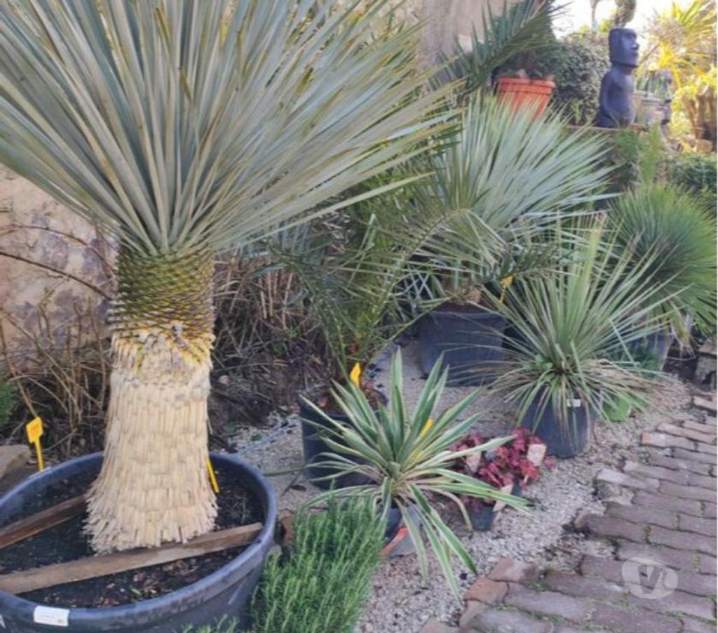 Charente St Yrieix sur Charente - 16710 - Photos Vivastreet superbe plantes au jardin du lavoir 16710