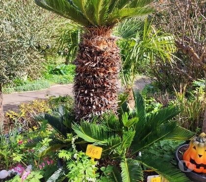 Bricolage - Jardin - Outillage St Yrieix sur Charente Charente - Photos Vivastreet superbe plantes au jardin du lavoir 16710