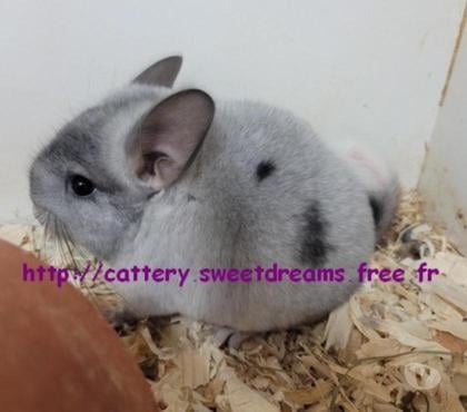 Vente animaux Nancy Nancy - Photos Vivastreet 2 bébés chinchillas white (rares) St Valentin élevage famili
