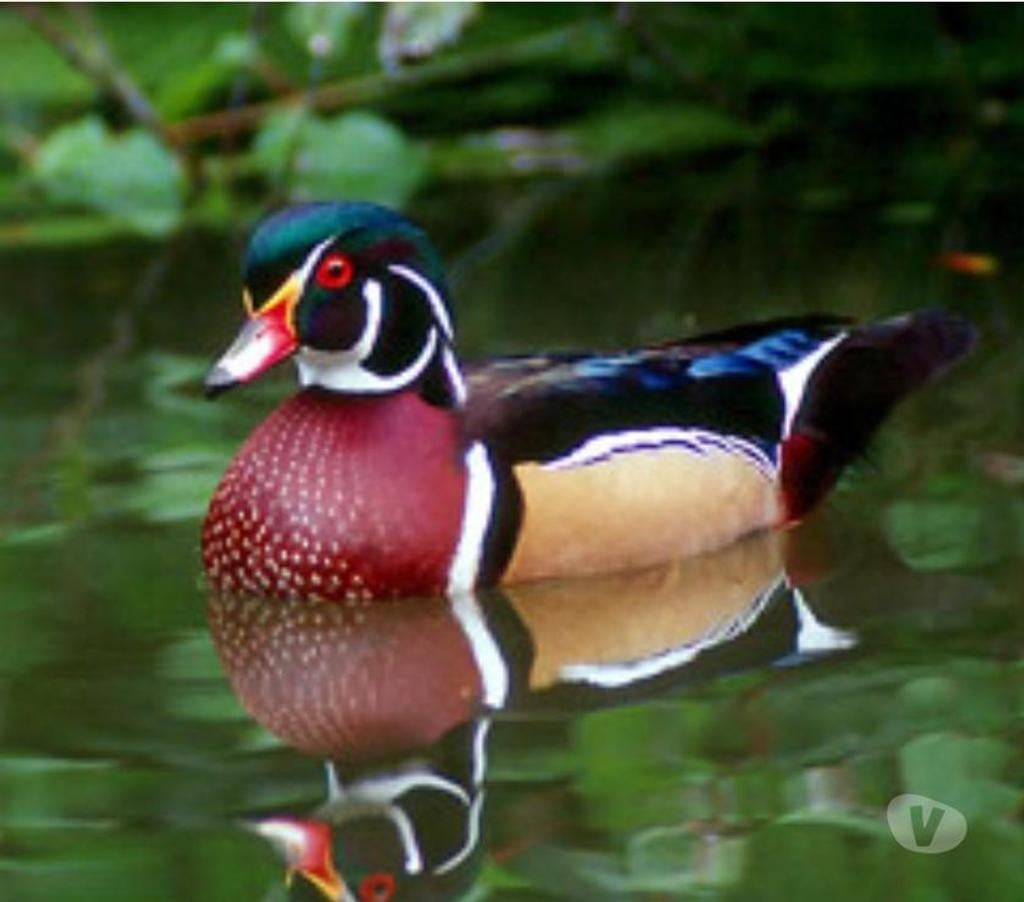 Vente Aude Alairac - 11290 - Photos Vivastreet Couple canards d'ornement Carolin 