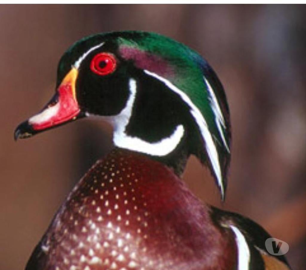 Vente Aude Alairac - 11290 - Photos Vivastreet Couple canards d'ornement Carolin 