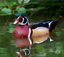 Couple canards d'ornement Carolin