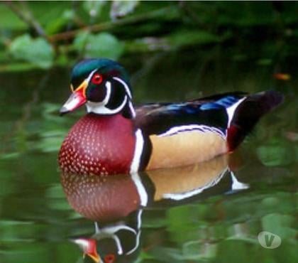 Vente Alairac Aude - Photos Vivastreet Couple canards d'ornement Carolin