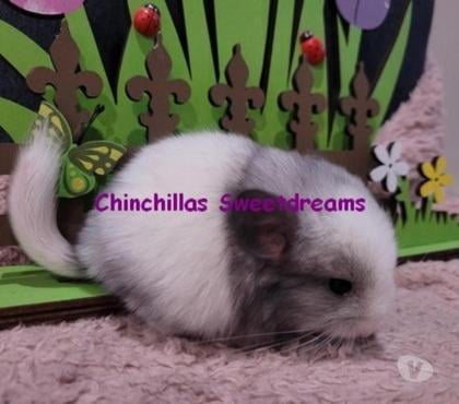 Vente Dijon Côte-d'Or - Photos Vivastreet 4 bébés chinchillas élevage familial