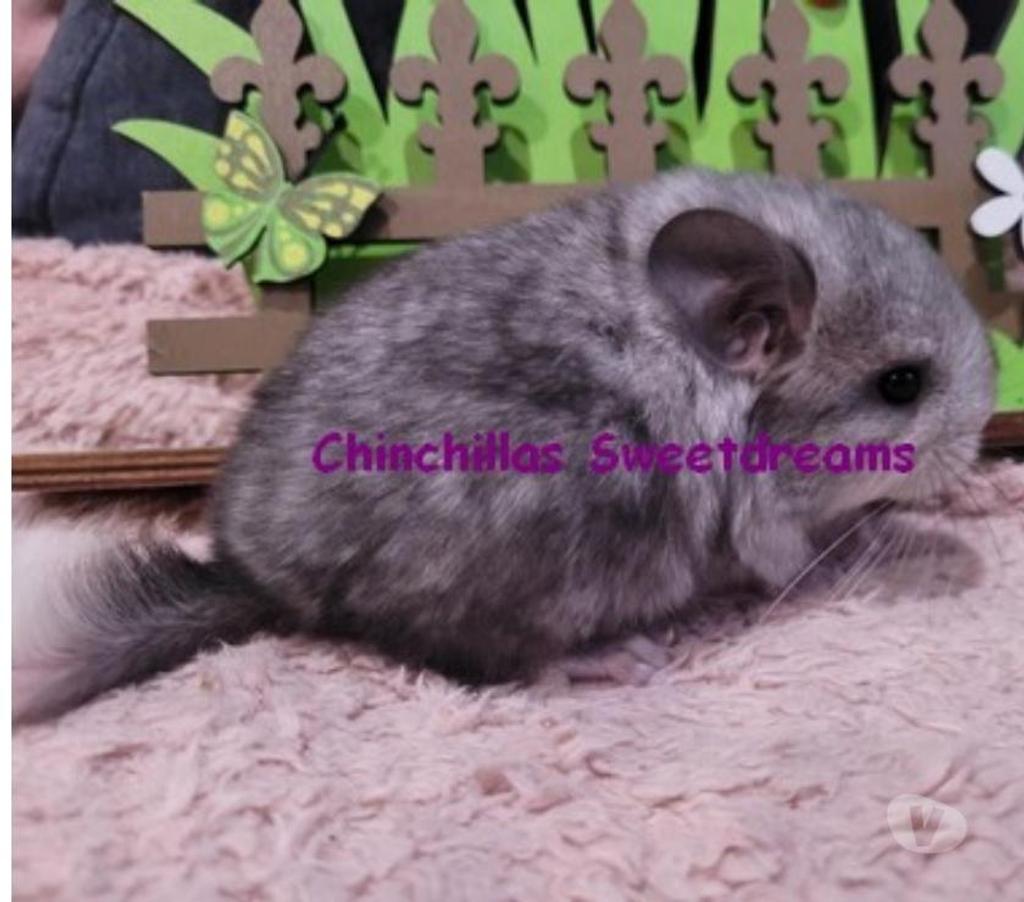 Vente Territoire de Belfort Belfort - 90000 - Photos Vivastreet 4 bébés chinchillas élevage familial