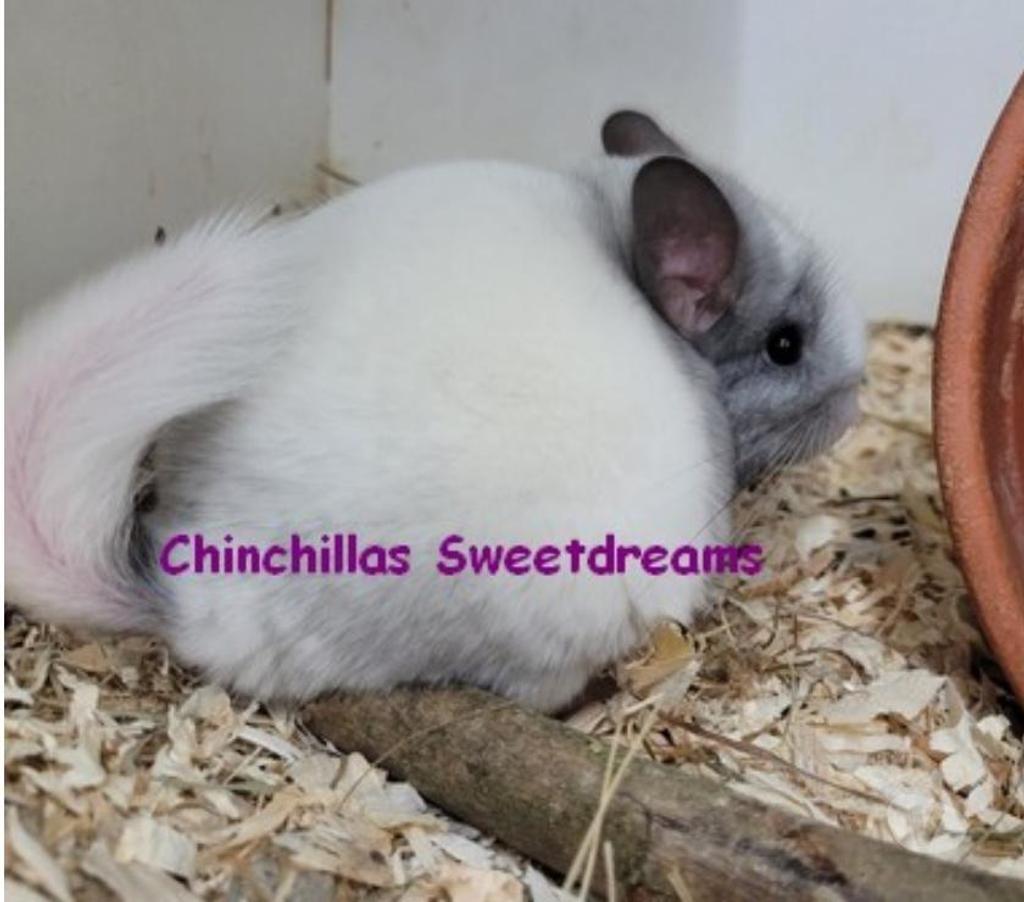 Vente Territoire de Belfort Belfort - 90000 - Photos Vivastreet 4 bébés chinchillas élevage familial