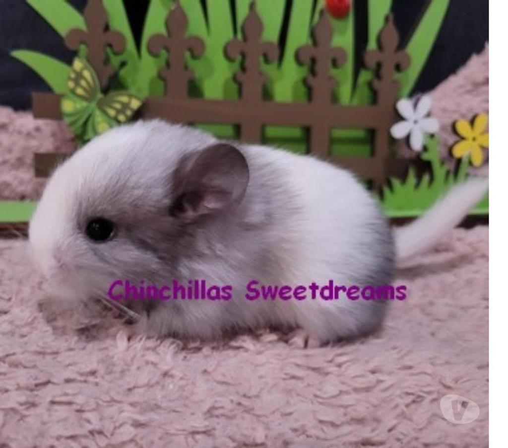 Vente Territoire de Belfort Belfort - 90000 - Photos Vivastreet 4 bébés chinchillas élevage familial