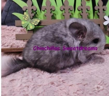 Vente Belfort Territoire de Belfort - Photos Vivastreet 4 bébés chinchillas élevage familial