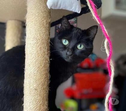 Vente animaux St Jean de Boiseau Loire-Atlantique - Photos Vivastreet CHANCE, adorable chatte noire à adopter