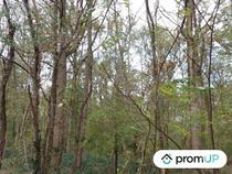 (V6497) Forêt de 5570 m2 à CHÂTILLON-SUR-CHER