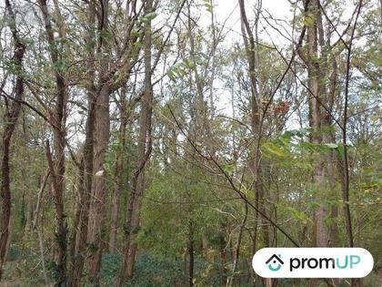 Vente Terrain Chatillon sur Cher Loir-et-Cher - Photos Vivastreet (V6497) Forêt de 5570 m2 à CHÂTILLON-SUR-CHER