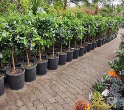 Bricolage - Jardinage St Yrieix sur Charente Charente - Photos Vivastreet promo sur les gros citronnier yuzzu