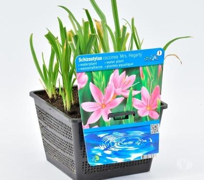 Bricolage - Jardin - Outillage St Yrieix sur Charente Charente - Photos Vivastreet plantes de bassin au jardin du lavoir