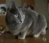 Tarbes - Hautes-Pyrénées — À ADOPTER "CHARLY" CHAT TYPE CHARTREUX - NON LOF - DON