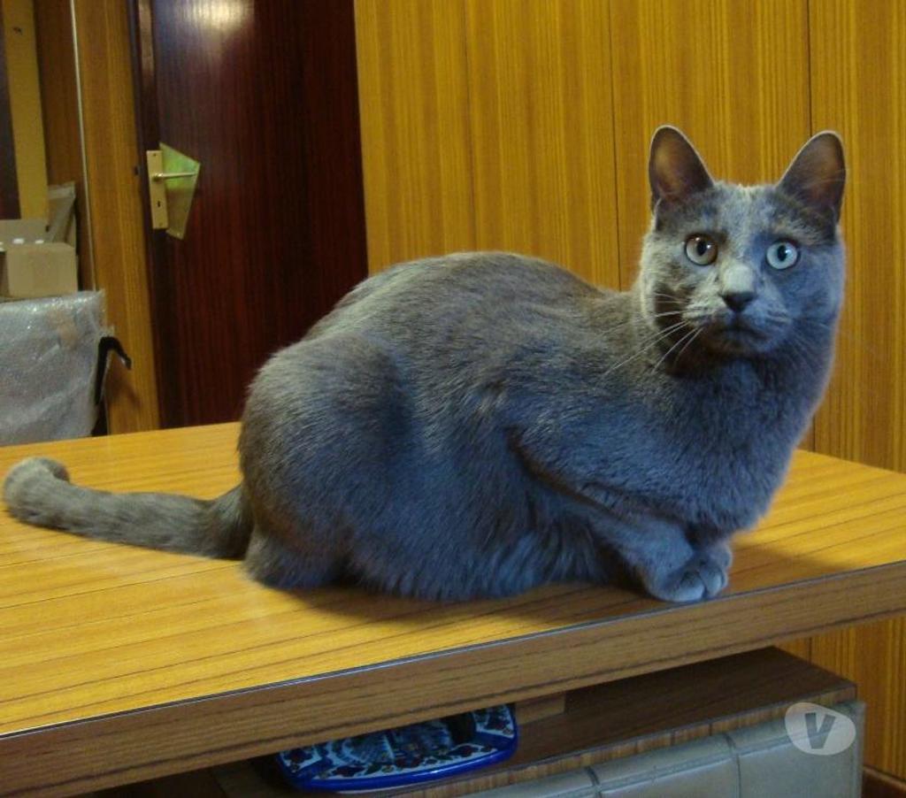 Don animaux Hautes-Pyrénées Tarbes - 65000 - Photos Vivastreet À ADOPTER "CHARLY" CHAT TYPE CHARTREUX - NON LOF - DON