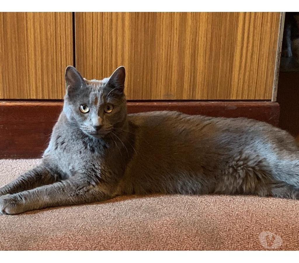 Don animaux Hautes-Pyrénées Tarbes - 65000 - Photos Vivastreet À ADOPTER "CHARLY" CHAT TYPE CHARTREUX - NON LOF - DON