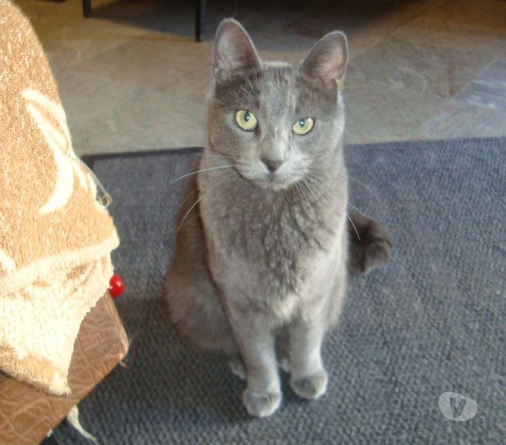 Don animaux Hautes-Pyrénées Tarbes - 65000 - Photos Vivastreet À ADOPTER "CHARLY" CHAT TYPE CHARTREUX - NON LOF - DON