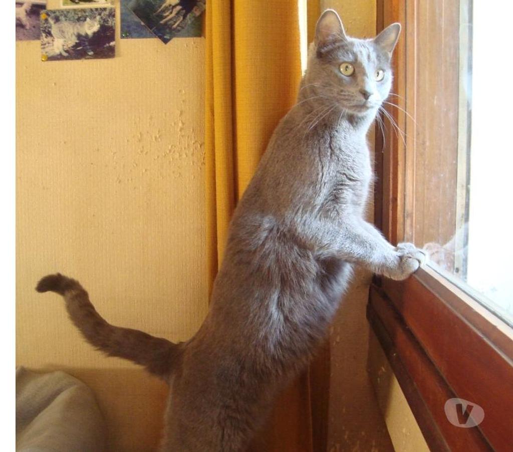 Don animaux Hautes-Pyrénées Tarbes - 65000 - Photos Vivastreet À ADOPTER "CHARLY" CHAT TYPE CHARTREUX - NON LOF - DON
