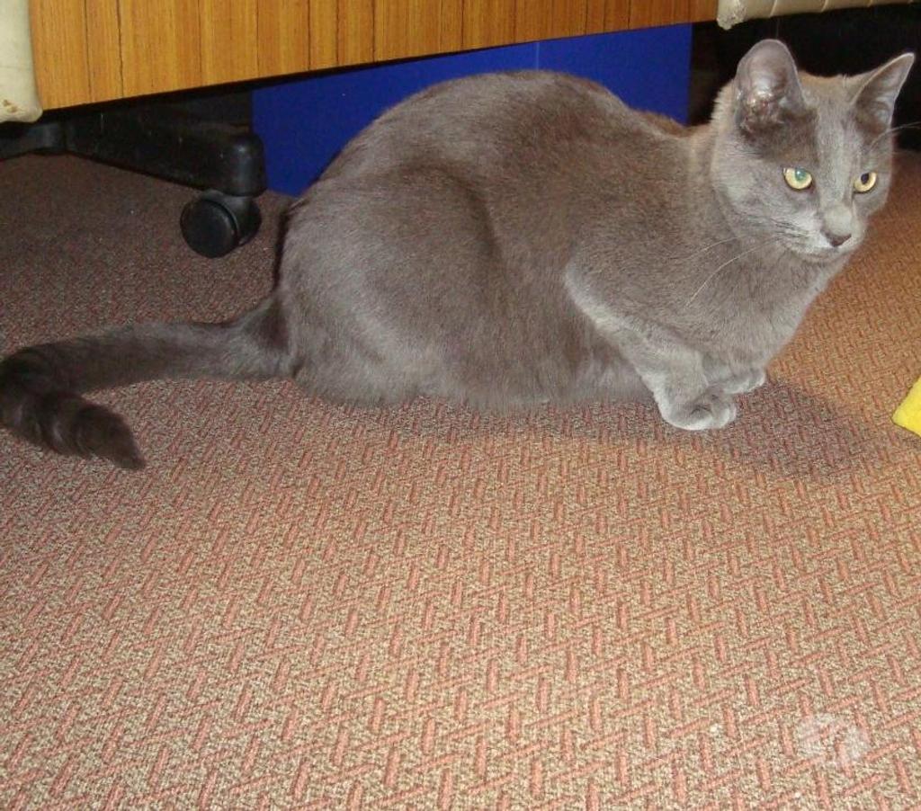 Don animaux Hautes-Pyrénées Tarbes - 65000 - Photos Vivastreet À ADOPTER "CHARLY" CHAT TYPE CHARTREUX - NON LOF - DON