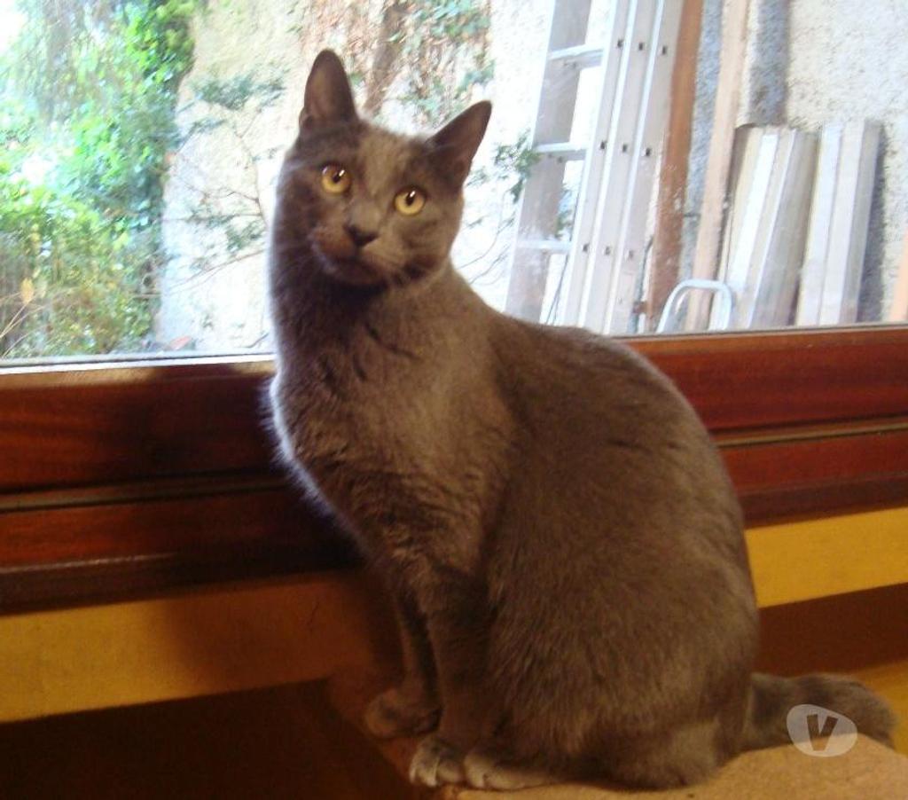 Don animaux Hautes-Pyrénées Tarbes - 65000 - Photos Vivastreet À ADOPTER "CHARLY" CHAT TYPE CHARTREUX - NON LOF - DON