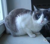 A ADOPTER YUMI chatte type siamois, non LOF - DON
