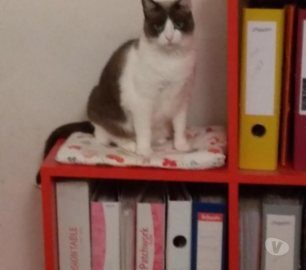 Don animaux Hautes-Pyrénées Tarbes - 65000 - Photos Vivastreet A ADOPTER YUMI chatte type siamois, non LOF - DON
