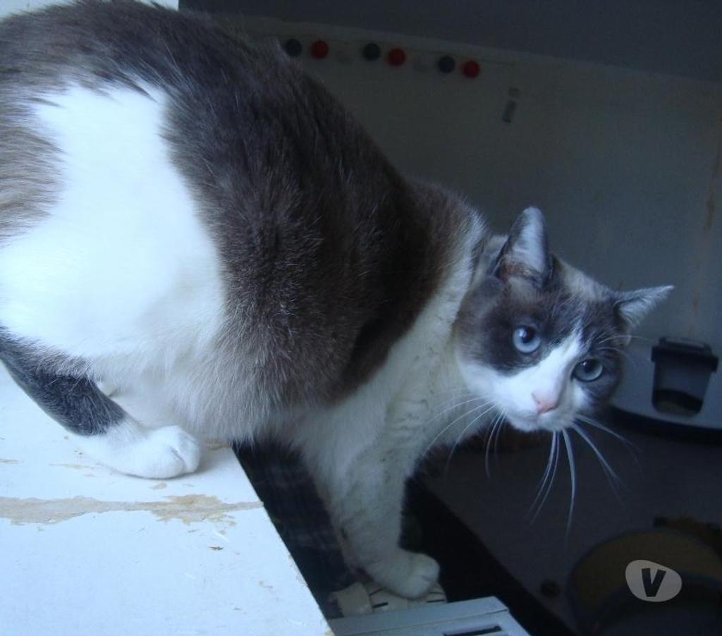 Don animaux Hautes-Pyrénées Tarbes - 65000 - Photos Vivastreet A ADOPTER YUMI chatte type siamois, non LOF - DON