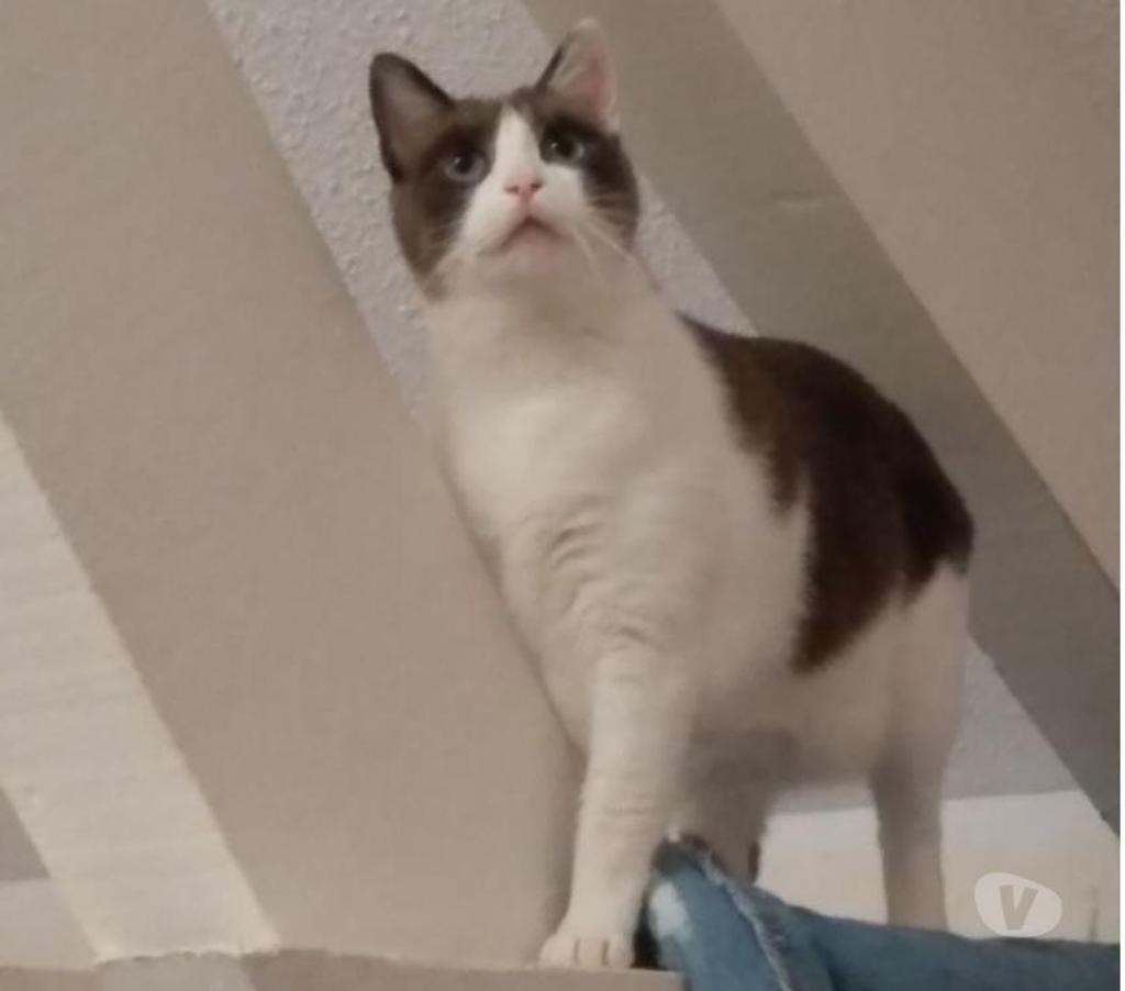 Don animaux Hautes-Pyrénées Tarbes - 65000 - Photos Vivastreet A ADOPTER YUMI chatte type siamois, non LOF - DON