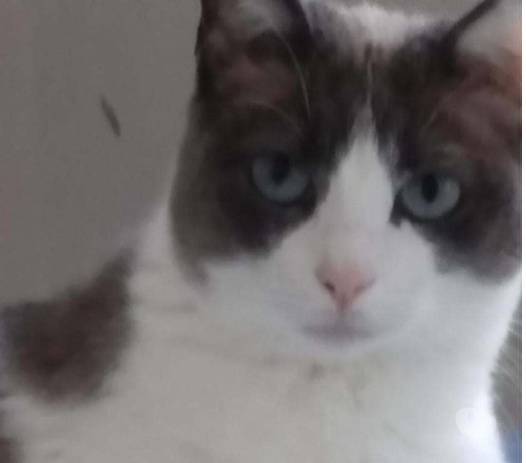 Don animaux Hautes-Pyrénées Tarbes - 65000 - Photos Vivastreet A ADOPTER YUMI chatte type siamois, non LOF - DON