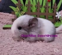 4 bébés chinchillas élevage familiale sérieux