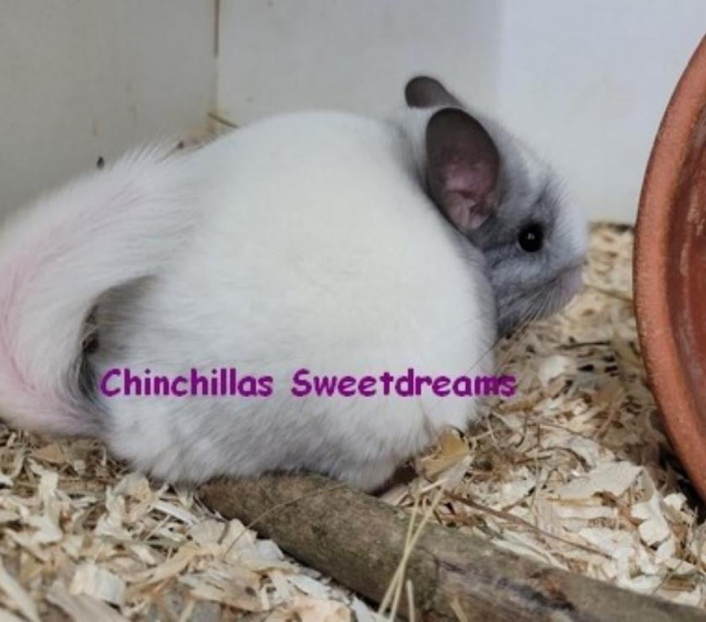 Vente Haut-Rhin Colmar - 68000 - Photos Vivastreet 4 bébés chinchillas élevage familial sérieux