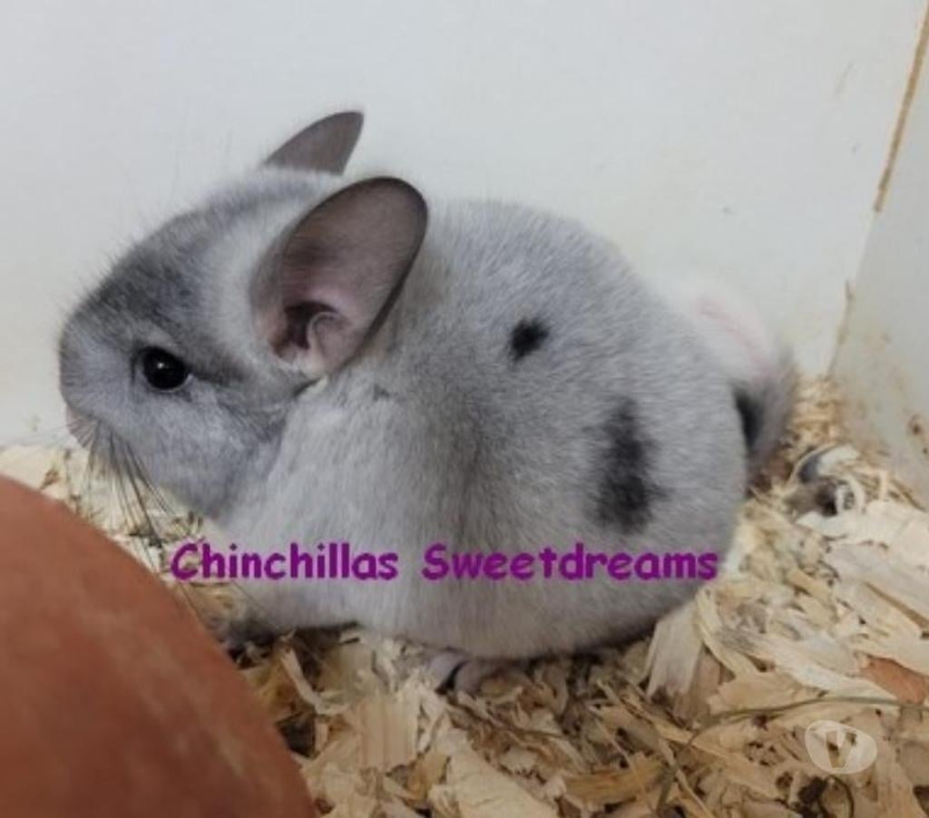 Vente Haut-Rhin Colmar - 68000 - Photos Vivastreet 4 bébés chinchillas élevage familial sérieux