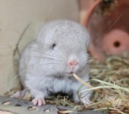 Vente Colmar Haut-Rhin - Photos Vivastreet 4 bébés chinchillas élevage familial sérieux