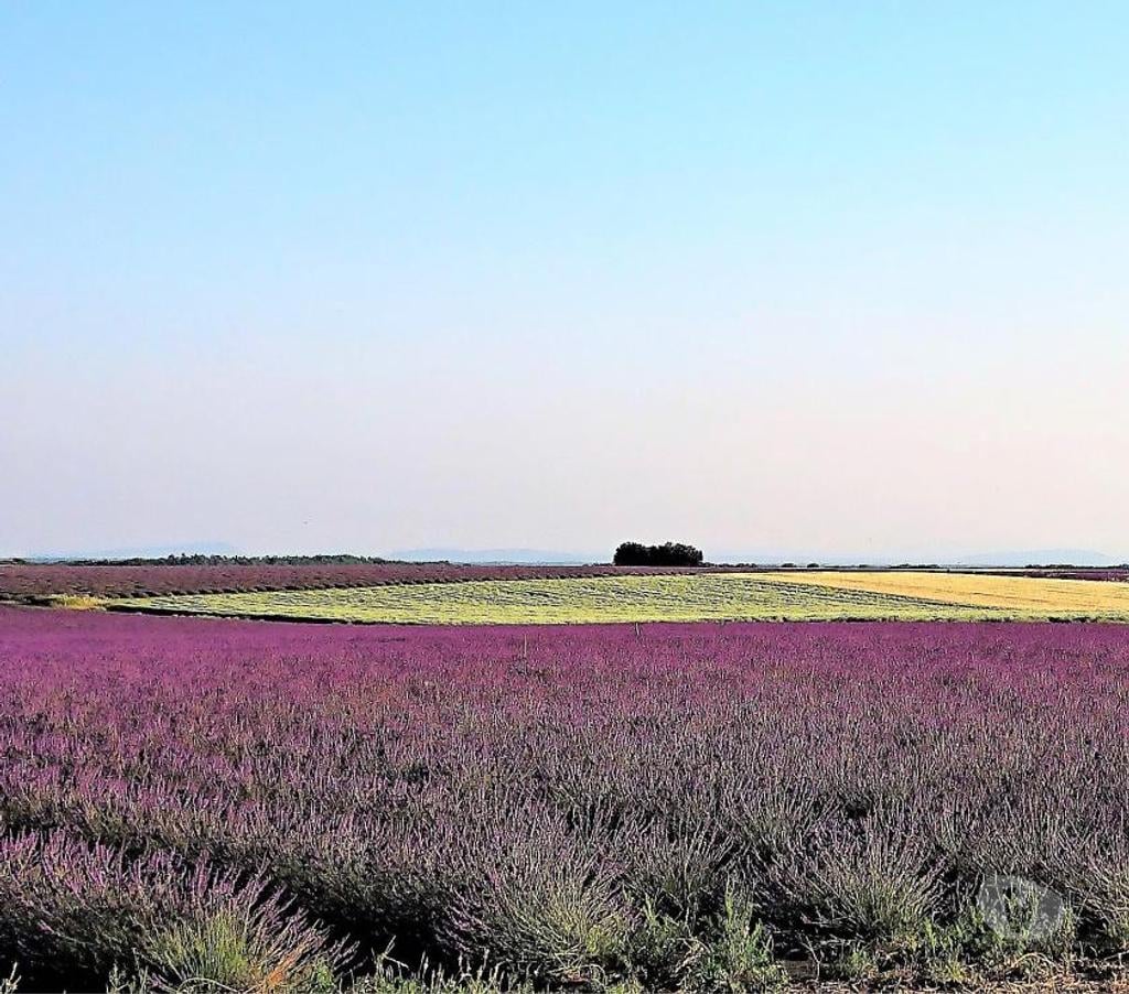 location saisonniere Alpes-de-Haute-Provence Valensole - 04210 - Photos Vivastreet Location saisonnière grand T2 2-4 pers Gîte Valensole