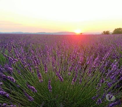 locations saisonnieres Valensole Alpes-de-Haute-Provence - Photos Vivastreet Location saisonnière grand T2 2-4 per lavande Valensole