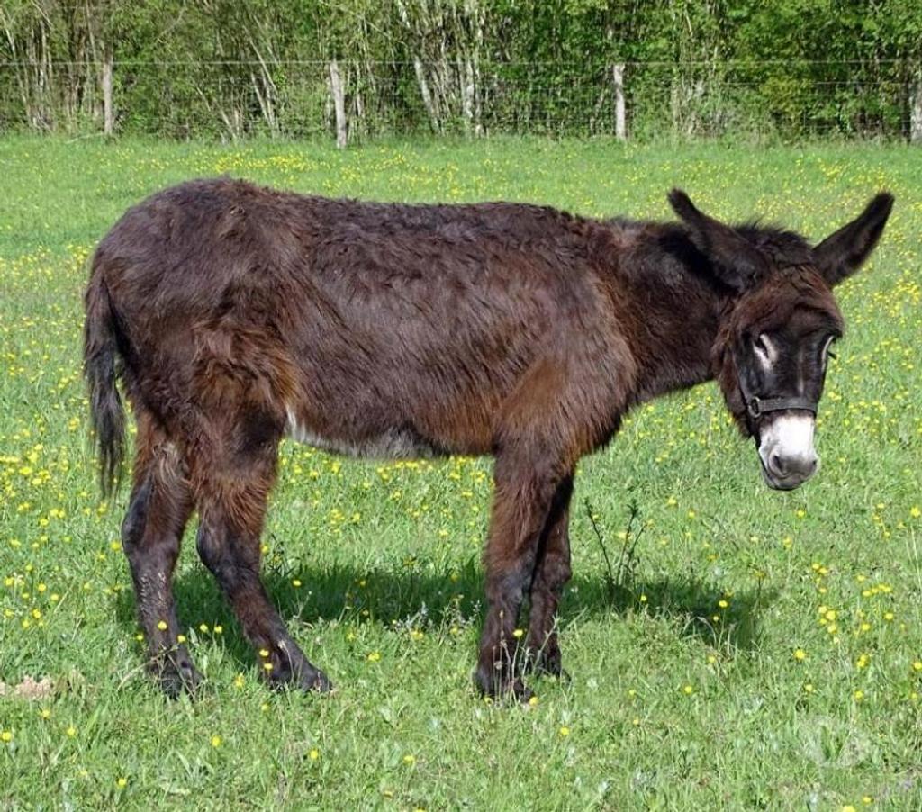 Vente Allier Ainay le Chateau - 03360 - Photos Vivastreet QUEBEC, adorable Ane du Bourbonnais à adopter