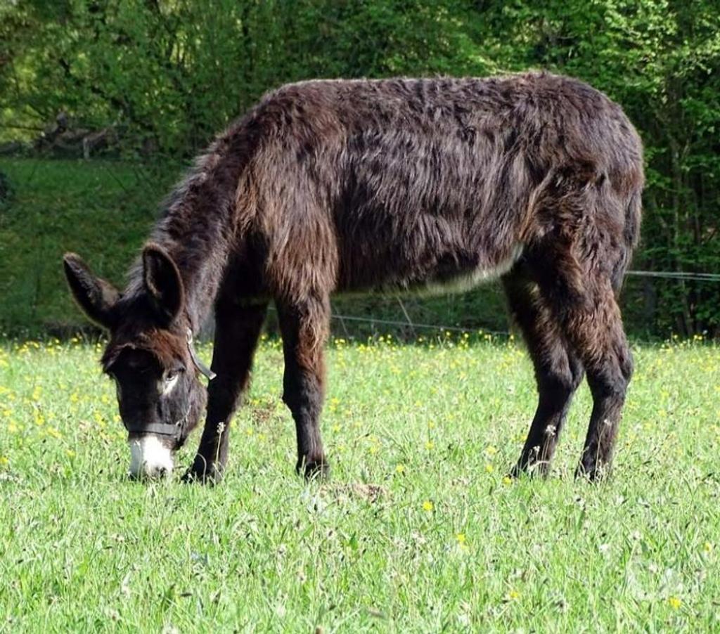 Vente Allier Ainay le Chateau - 03360 - Photos Vivastreet QUEBEC, adorable Ane du Bourbonnais à adopter
