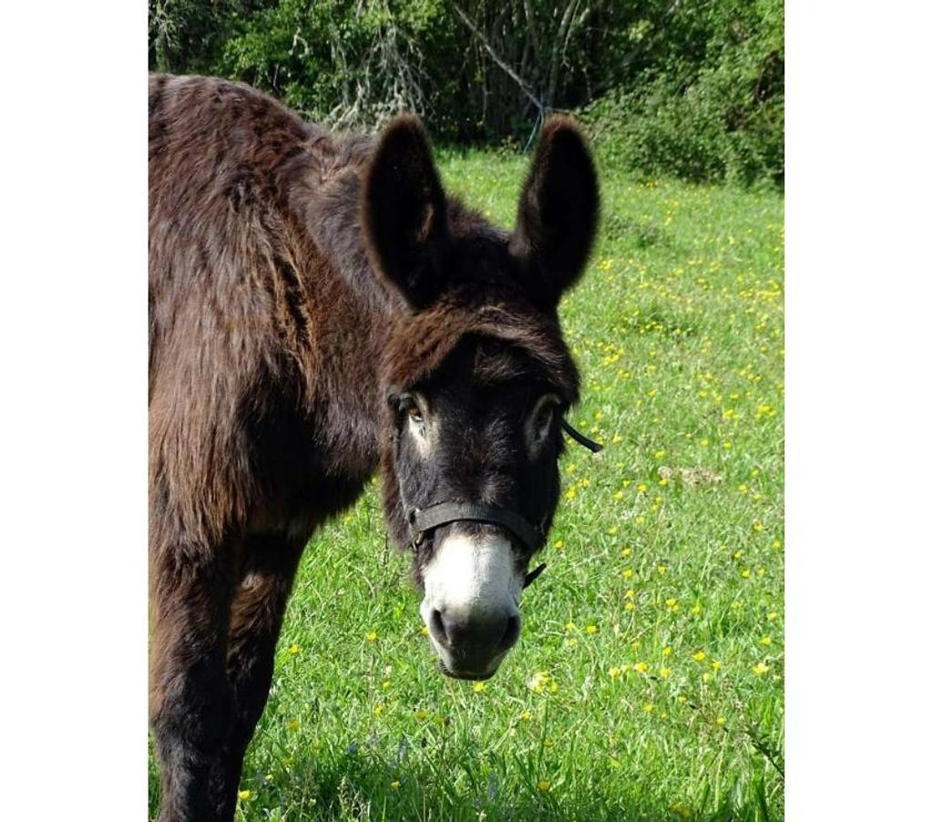 Vente Allier Ainay le Chateau - 03360 - Photos Vivastreet QUEBEC, adorable Ane du Bourbonnais à adopter