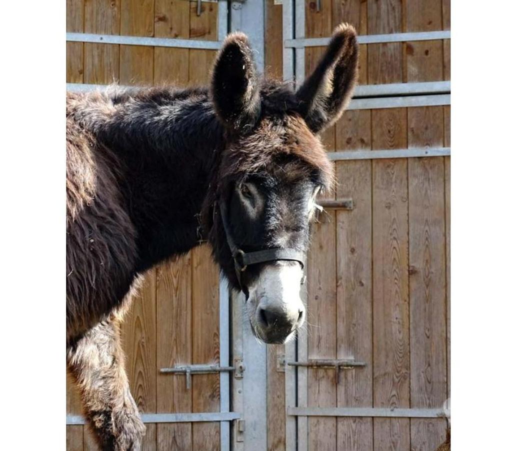 Vente Allier Ainay le Chateau - 03360 - Photos Vivastreet QUEBEC, adorable Ane du Bourbonnais à adopter