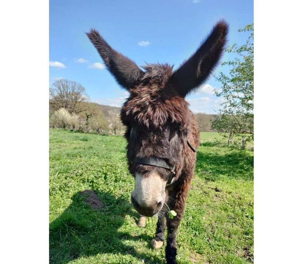 Vente Allier Ainay le Chateau - 03360 - Photos Vivastreet QUEBEC, adorable Ane du Bourbonnais à adopter