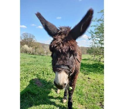 Vente Ainay le Chateau Allier - Photos Vivastreet QUEBEC, adorable Ane du Bourbonnais à adopter