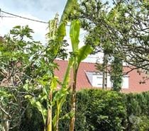 Bananiers rustiques MUSA BANJOO 12