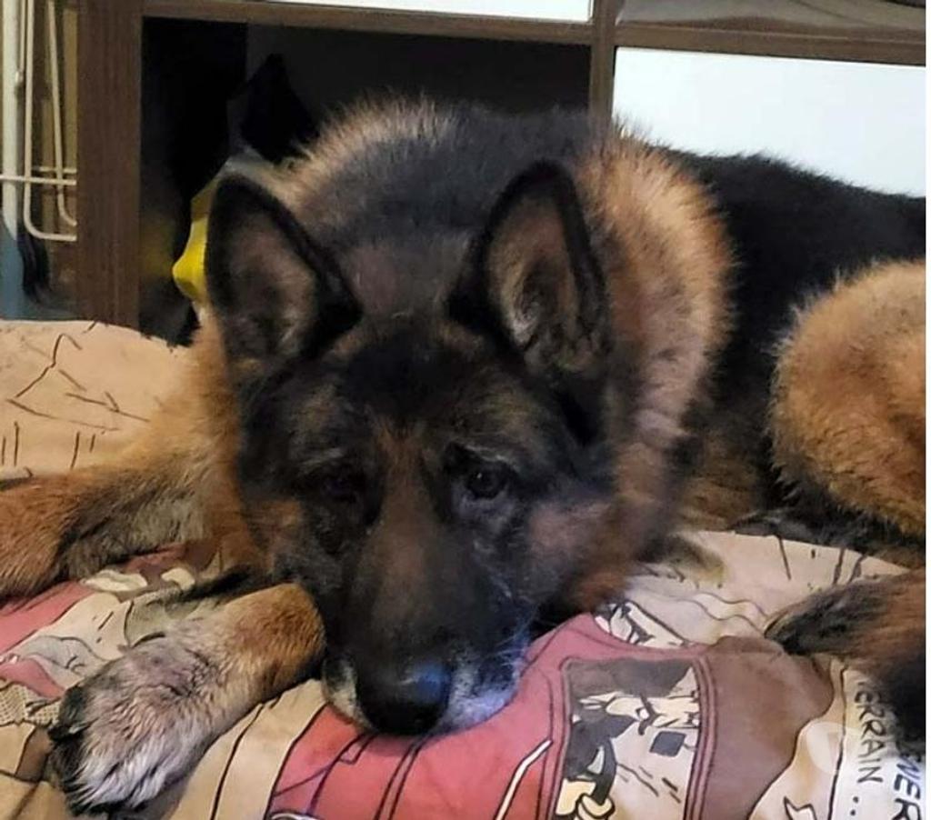 Vente Loire-Atlantique St Julien de Concelles - 44450 - Photos Vivastreet NEPTUNE, magnifique Berger Allemand