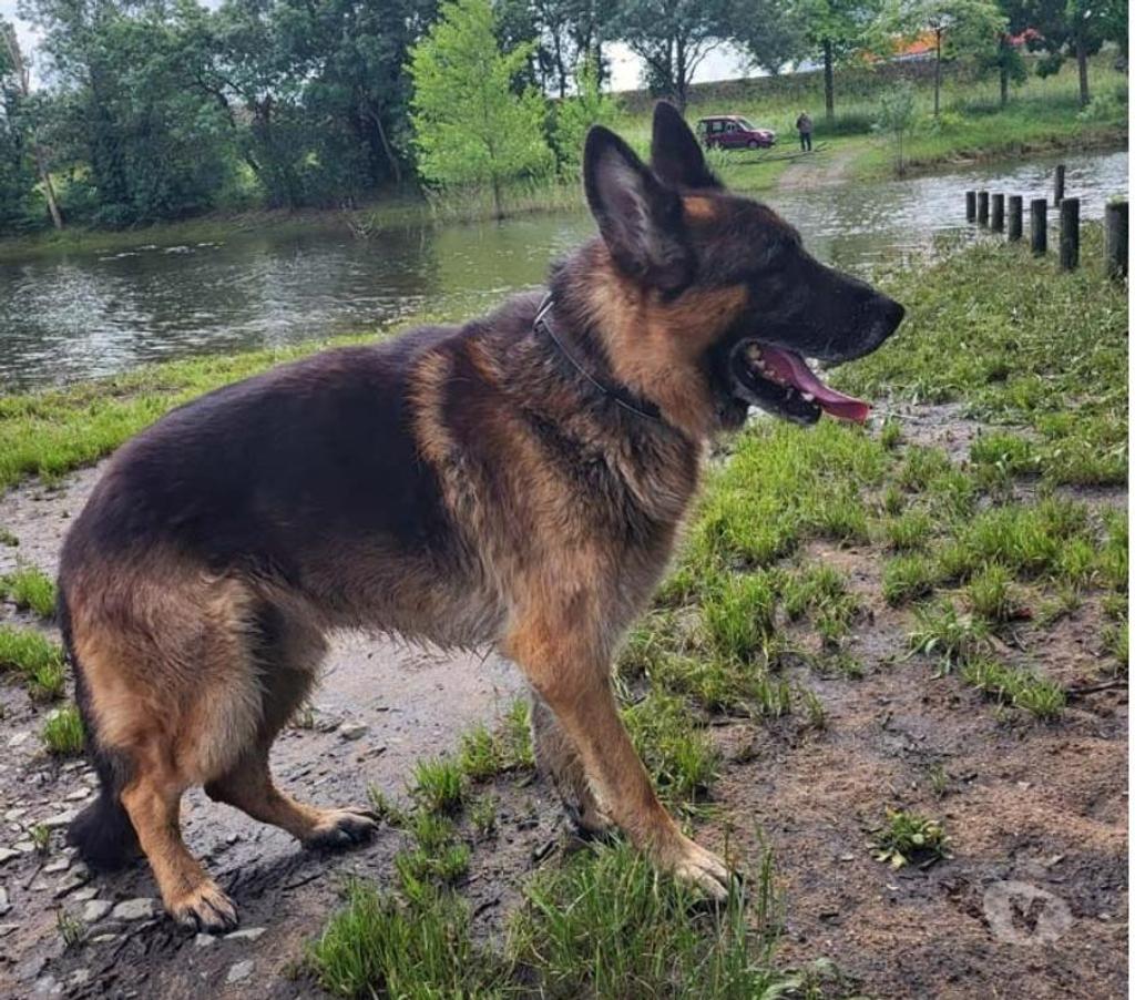 Vente Loire-Atlantique St Julien de Concelles - 44450 - Photos Vivastreet NEPTUNE, magnifique Berger Allemand