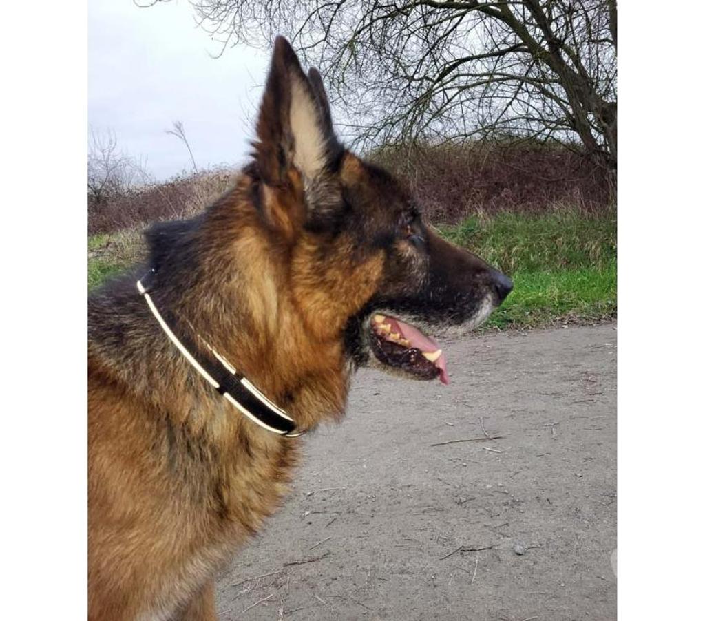 Vente Loire-Atlantique St Julien de Concelles - 44450 - Photos Vivastreet NEPTUNE, magnifique Berger Allemand