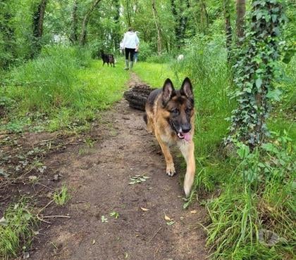 Vente animaux St Julien de Concelles Loire-Atlantique - Photos Vivastreet NEPTUNE, magnifique Berger Allemand